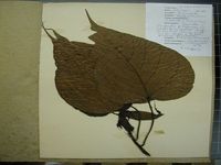 Herbarium sample